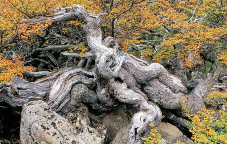 Twisted tree growing over a rock with autumn leaves