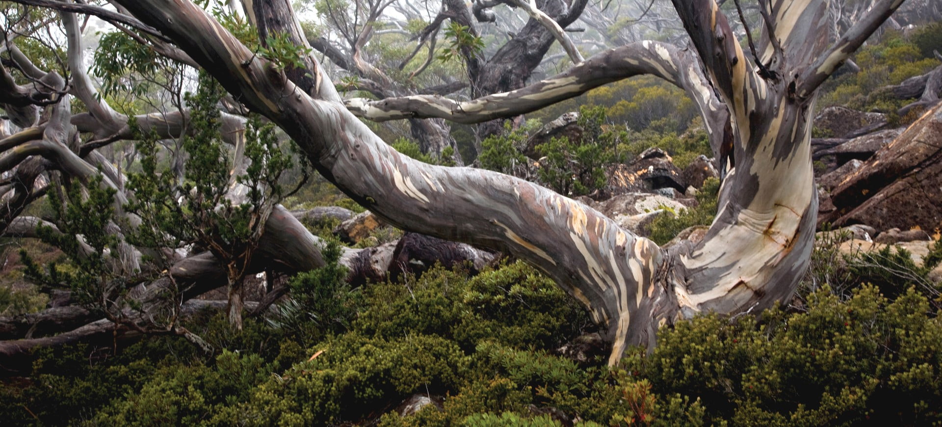 Snow gum (Eucalpytus coccifera) Twisted branches and many shades of bark.