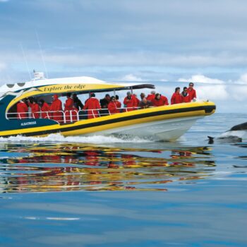 Bruny Island Cruises - Pennicott Wilderness Journeys, dolphin jumping out of the water at the bow of the tourist vessel.