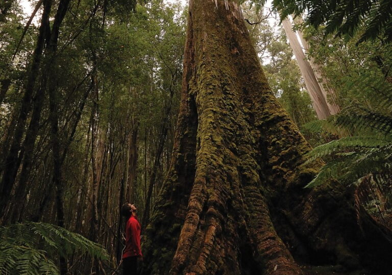 Swamp gum (Eucalyptus regnans) on the Tall Trees Walk. Tourist stands in front of the mssy trunk of a huge gum.