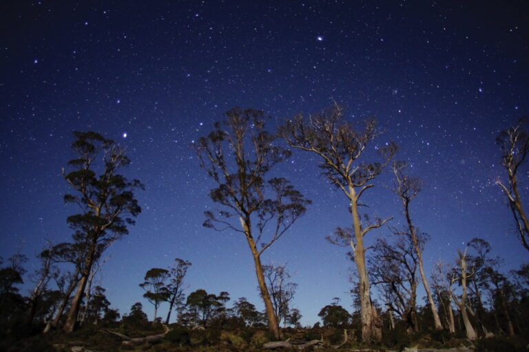 Stars in the Cradle Mountain Lake St Clair National Park, Eucalypt trees in front of a starry backdrop.