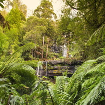 Russell Falls, a water cascading over sedimentary rocks, surrounded by ferns and eucalypts.