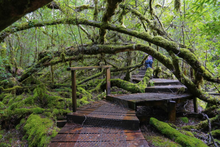 Tourists walking through the moss covered undergrowth for the Styx reserve