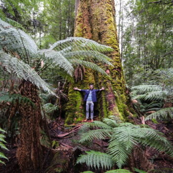 Styx Big Tree Reserve. Tourist stands arm spread in front of the moss covered gum trunk, barely covering half the diameter.,