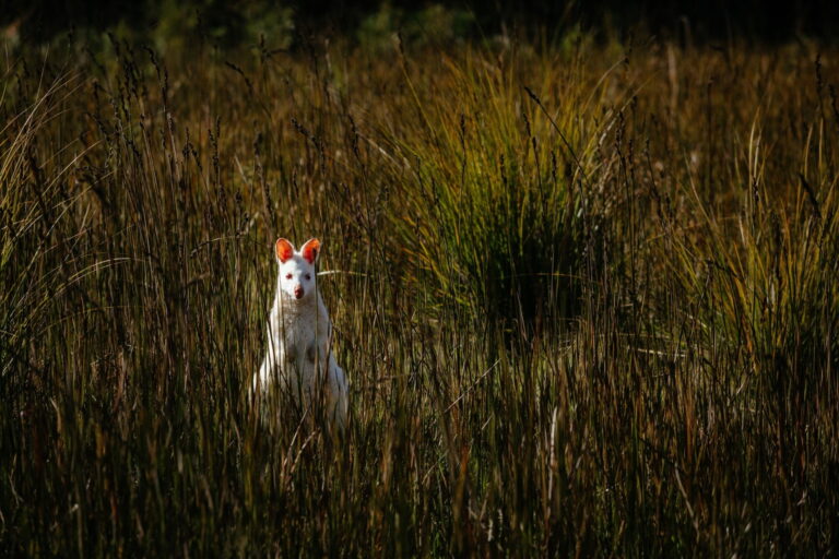 Albino Bennetts Wallaby (Macropus rufogriseus), The white wallaby stands at attention in the bush grass/