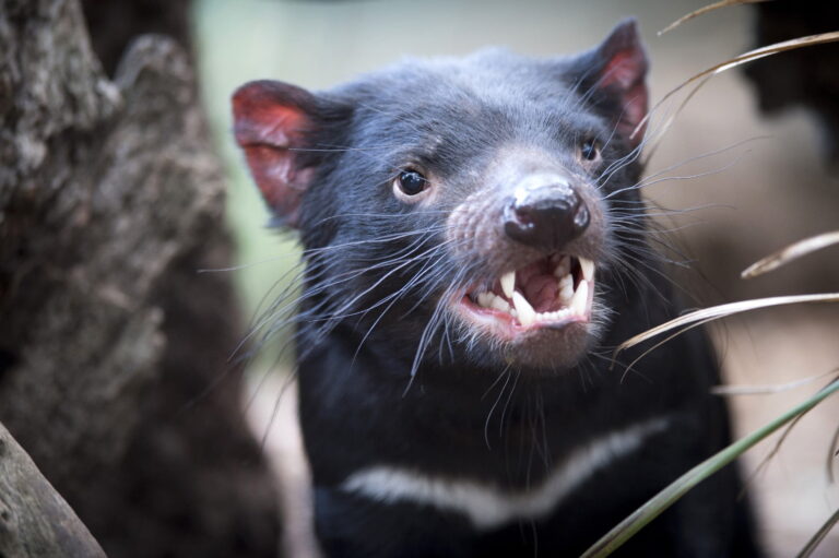 Tasmanian devil (Sarcophilus harrisii) - Bonorong Wildlife Park