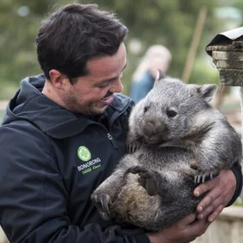 Bonorong Wildlife Sanctuary - a sanctuary worker cradles an adult wombat.