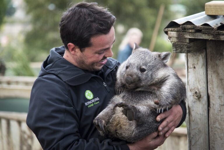 Bonorong Wildlife Sanctuary - a sanctuary worker cradles an adult wombat.