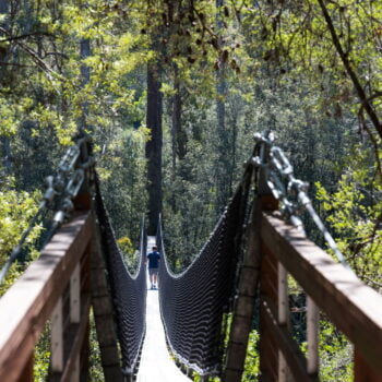 Suspension bridge with a single tourist traversing. Surrounded by eucalypt forest
