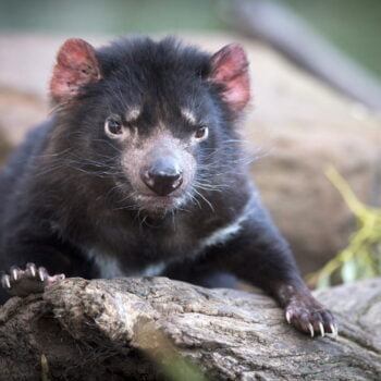 Tasmanian devil (Sarcophilus harrisii), stands atop an old log, facing the camera