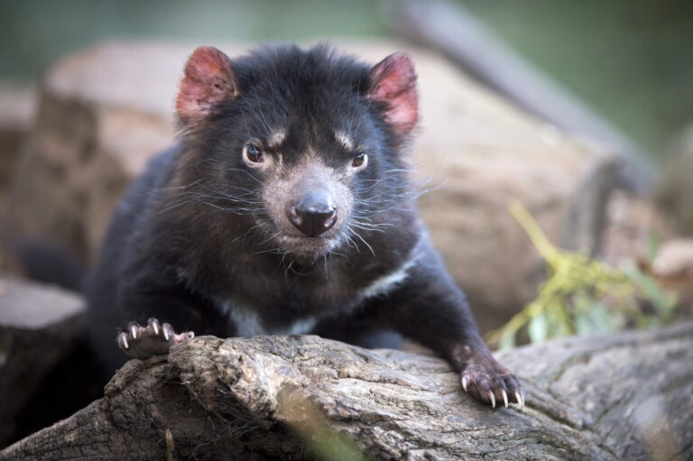 Tasmanian devil (Sarcophilus harrisii), stands atop an old log, facing the camera