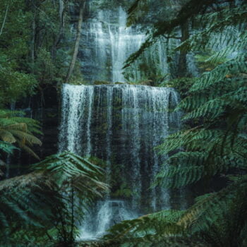 Russell Falls, fine water cascades over the multi tier waterfall, surrounded by man ferns