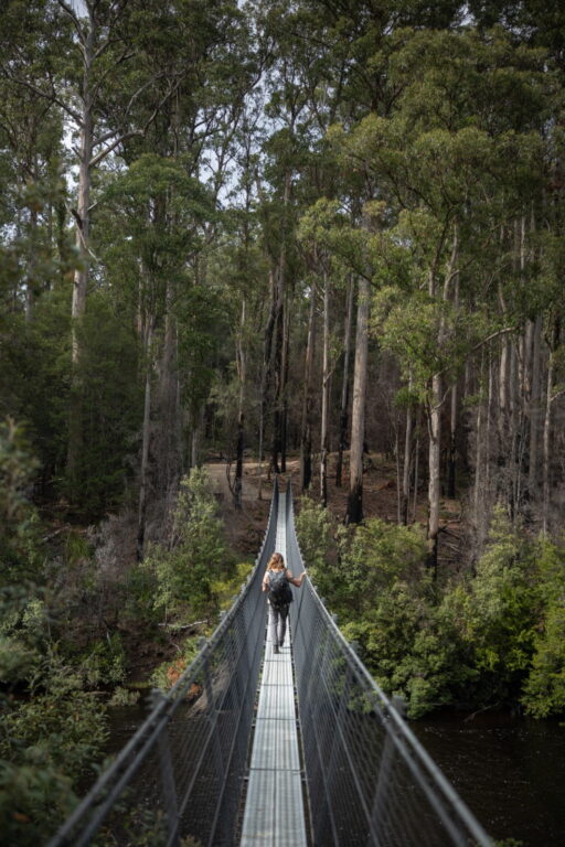 Swinging Bridges, Tahune Adventures. A suspended bridge through the eucalypt forest with a single tourist traversing.