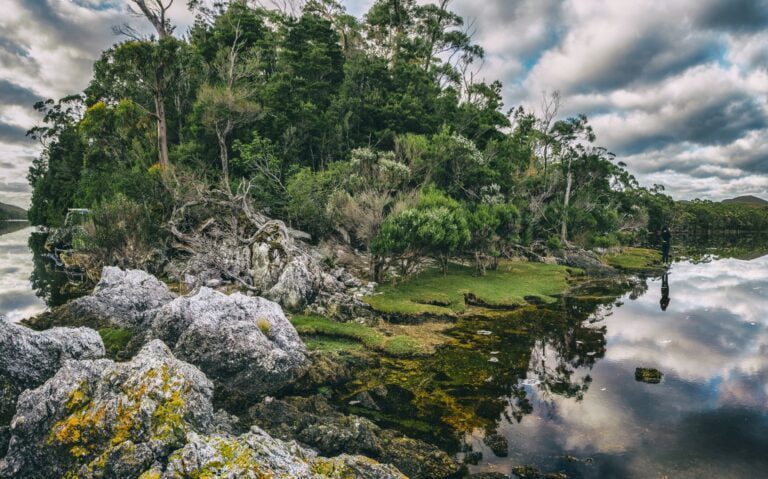 Australian dense rainforest and moss lining the bank of a cape within a lake