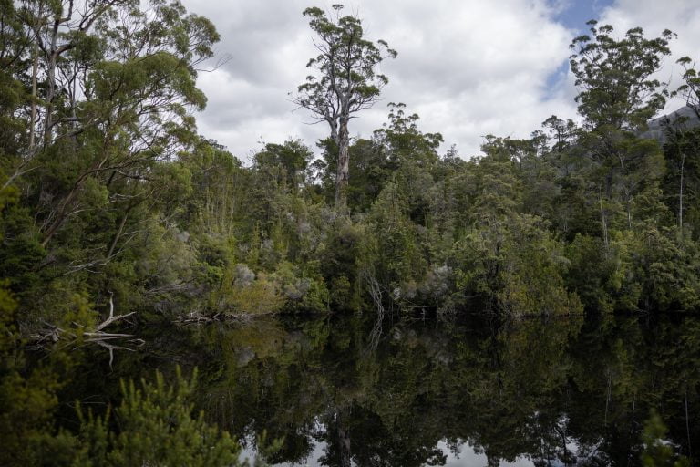 Thick Australian bushland surrounds a dark lake with mirror like reflection.