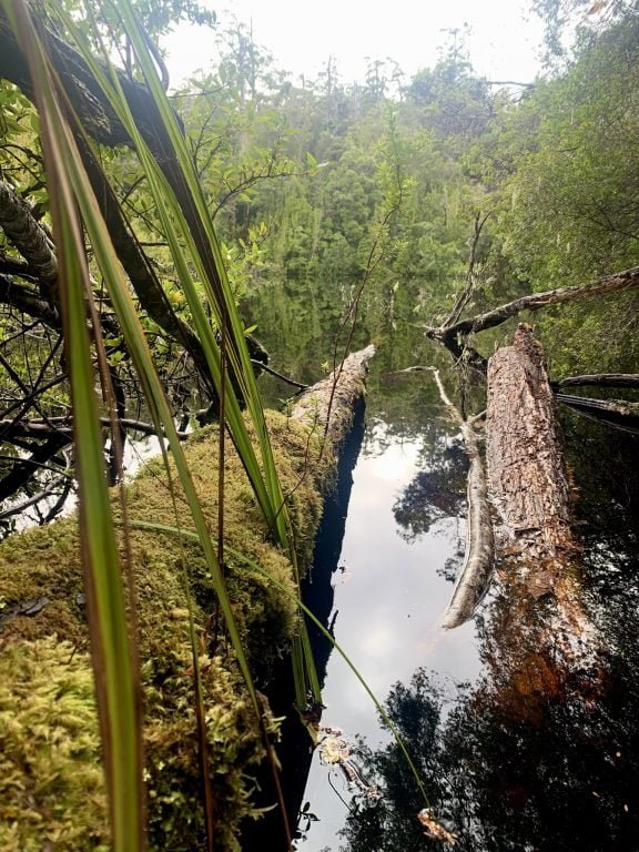 Multiple moss covered logs at the edge of the water surrounded by bushland