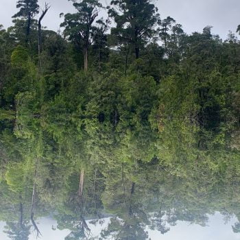 Australian bushland with a perfect mirror on the waters surface