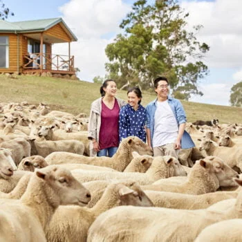 3 tourists standing on a slope surrounded by sheep