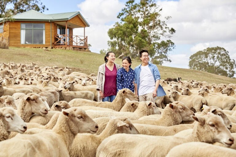 3 tourists standing on a slope surrounded by sheep